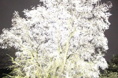 夜桜