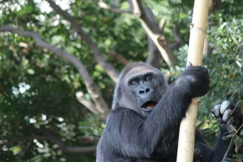 驚きゴリラ