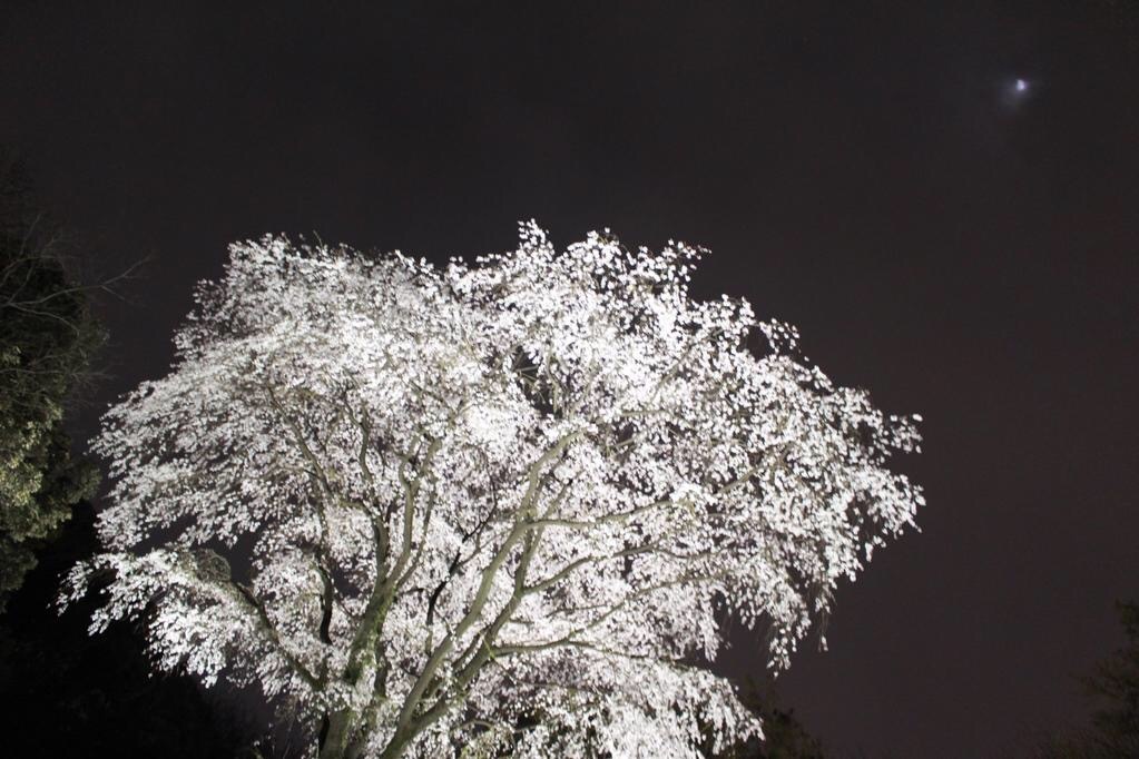 夜桜と月