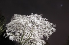 夜桜と月