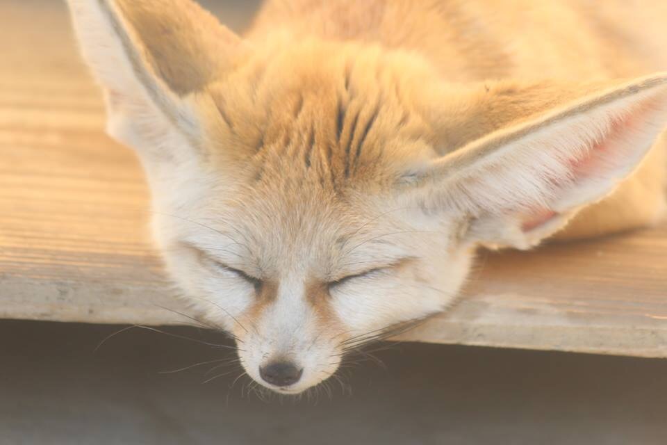 おねんね