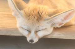 おねんね
