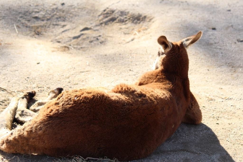 蹴りたい背中