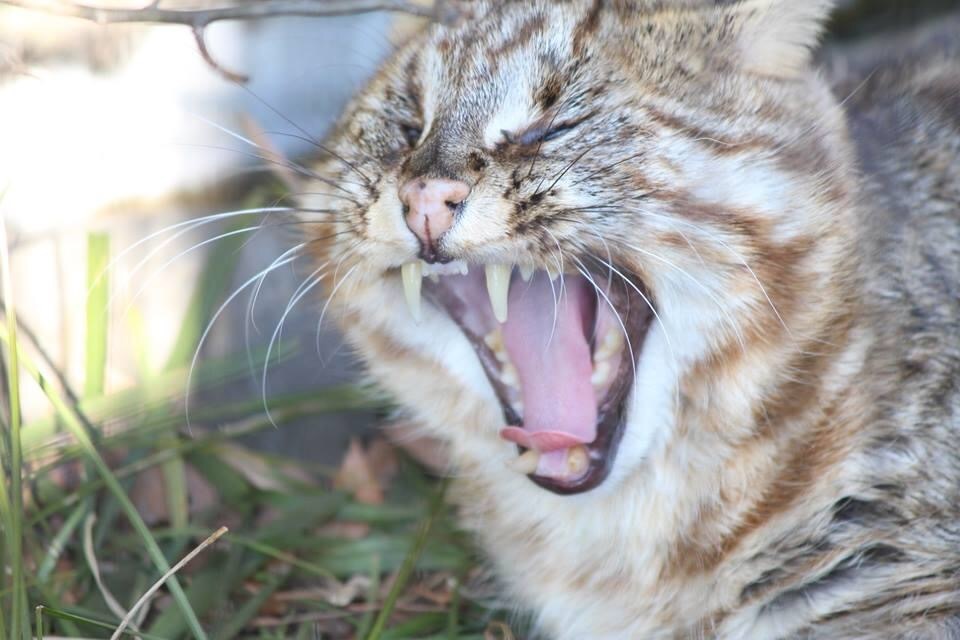 いつもの私