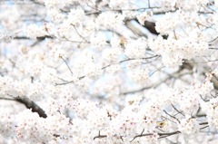 桜と青空