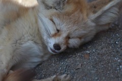 ねんね
