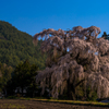 桜散策