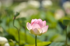 綺麗ですよ