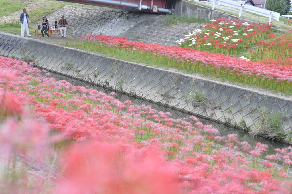 愛知県豊田市-逢妻女川-2015.09.23