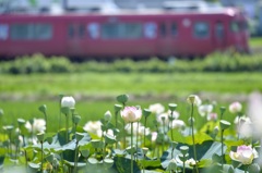 蓮の花と、、、