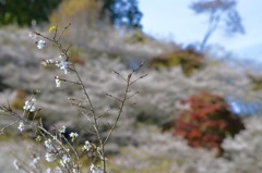 小原地区-四季桜-2015-11-11