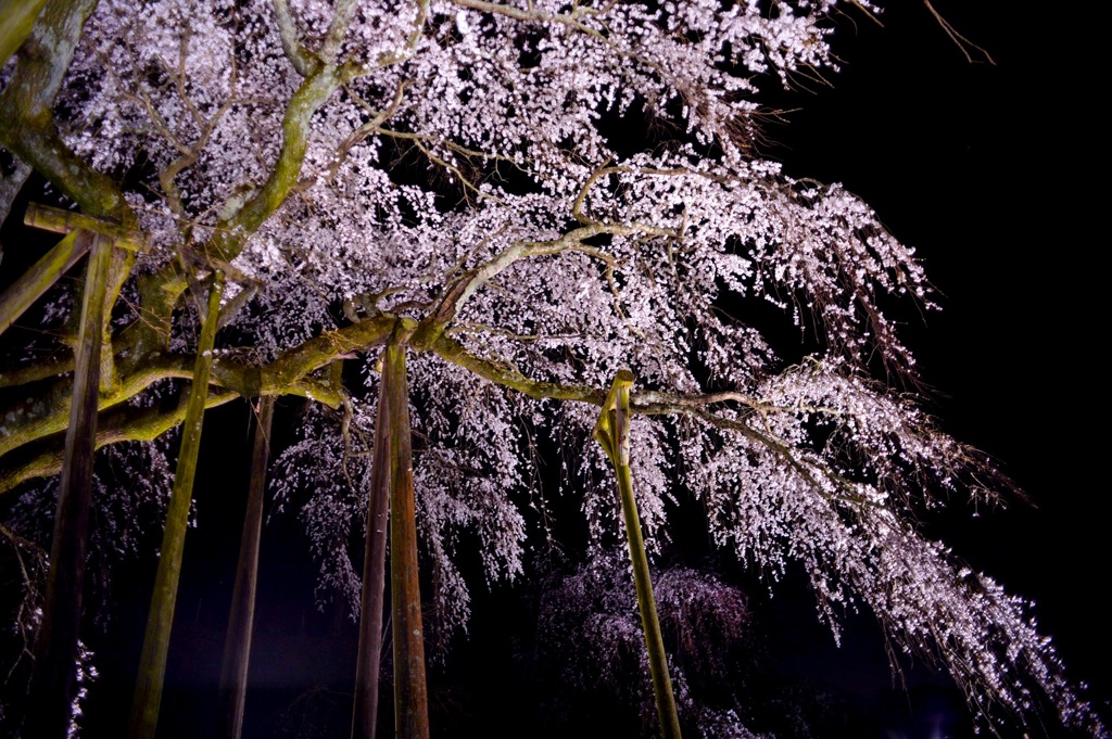 しだれ桜
