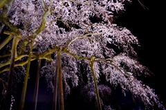 しだれ桜