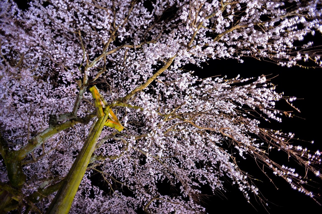 しだれ桜