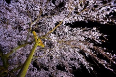 しだれ桜