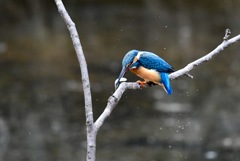 コツンコツン