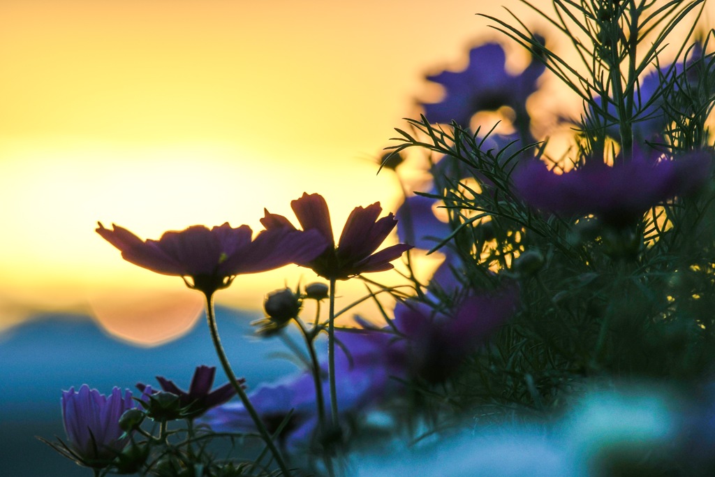 夕焼け秋桜
