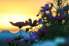 夕焼け秋桜