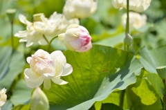 ピンクな花は重いのかな