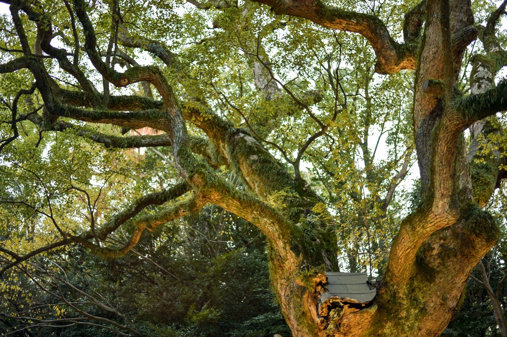 熱田神宮神木-大楠