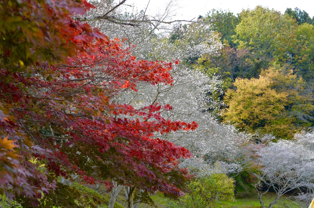 四季桜と紅葉