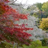 四季桜と紅葉