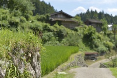 四谷の千枚田にて-石垣