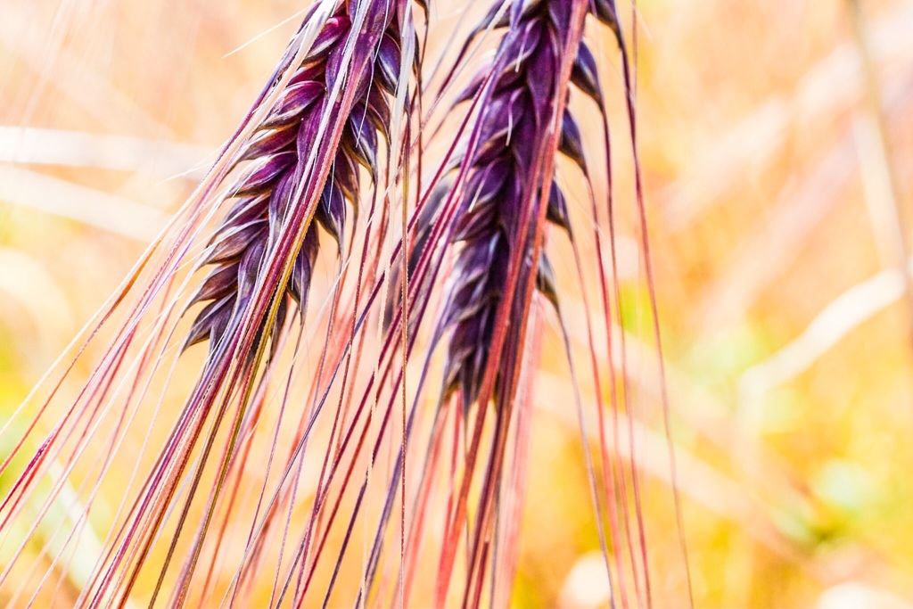 藤川の特産品むらさき麦