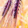 藤川の特産品むらさき麦
