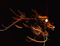 線香花火-風のいたずら