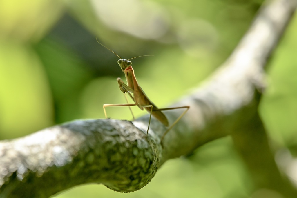 カマキリ先生