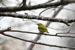ひとりぽっち