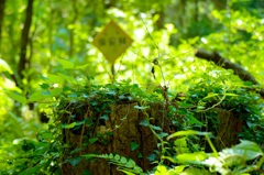 保安林の看板前切り株-2