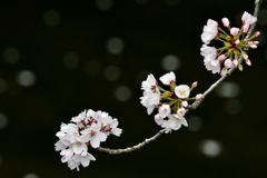 三分咲き、五分咲き、満開、ちり桜