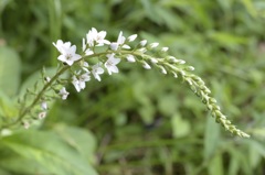 無限-穂状花序
