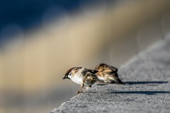 風との遊び