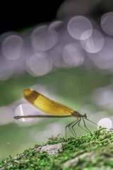 7月