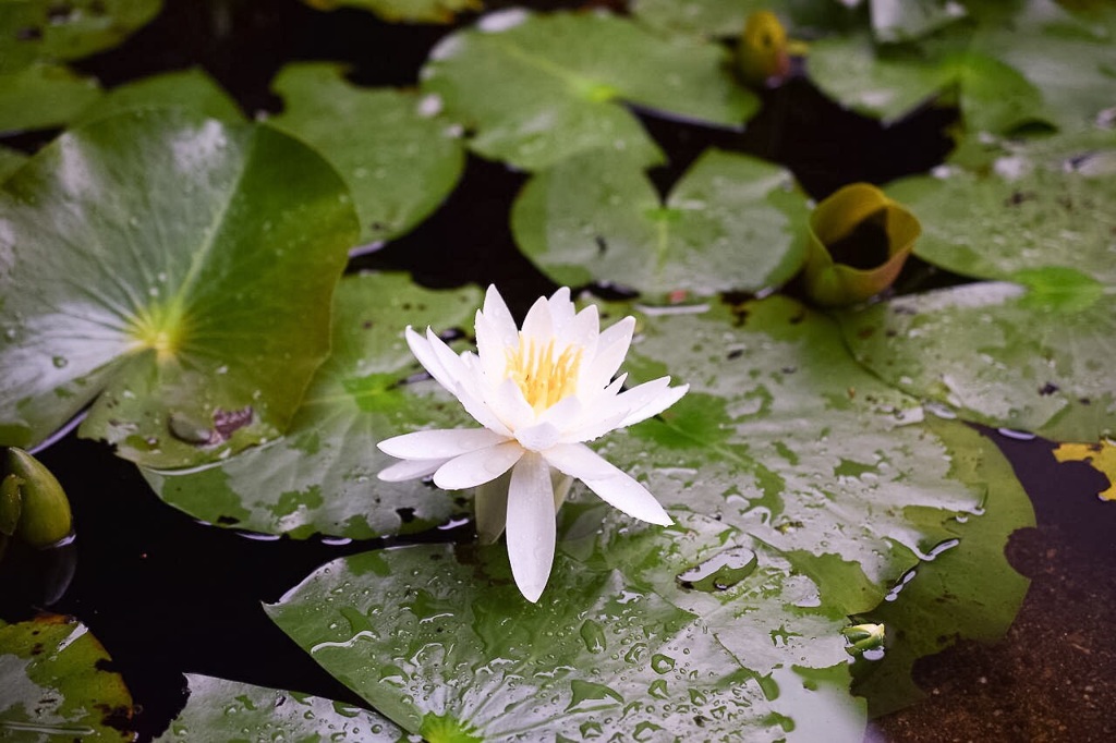 自然観察の森-雨上がり