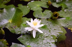 自然観察の森-雨上がり