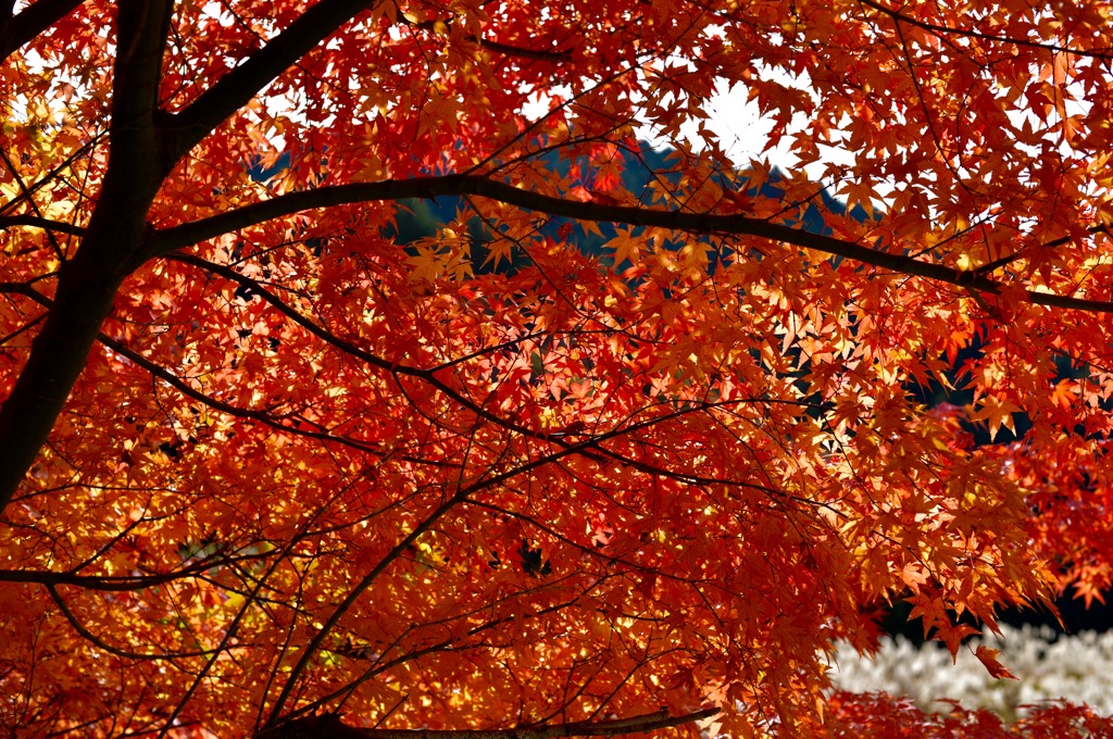 裏から紅葉