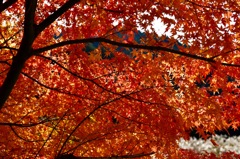 裏から紅葉