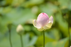 桃かな？
