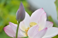 名前を知らない蓮の花