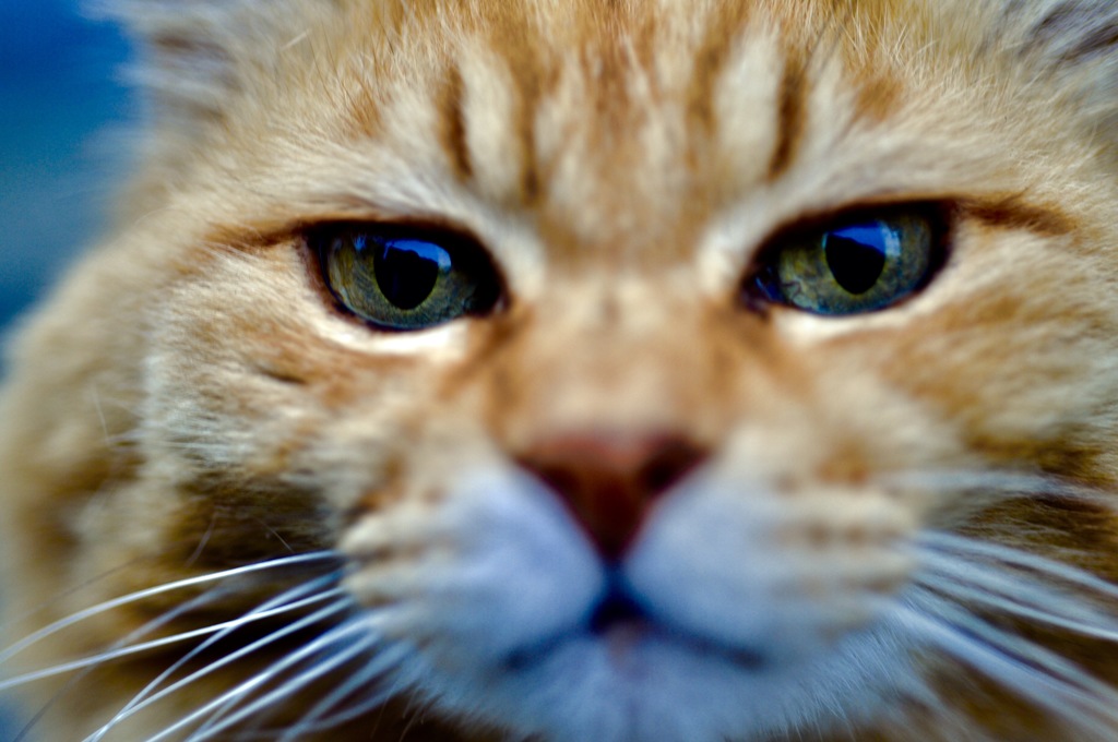 吾輩は猫であーる
