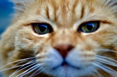 吾輩は猫であーる