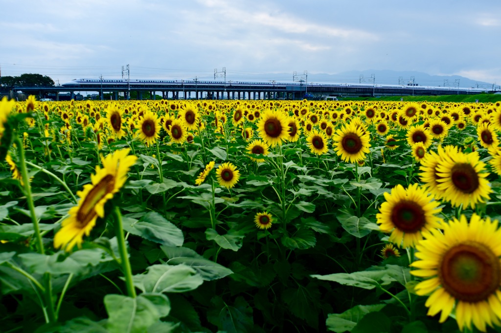 ひまわり時々700系のち曇り空