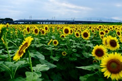 ひまわり時々700系のち曇り空
