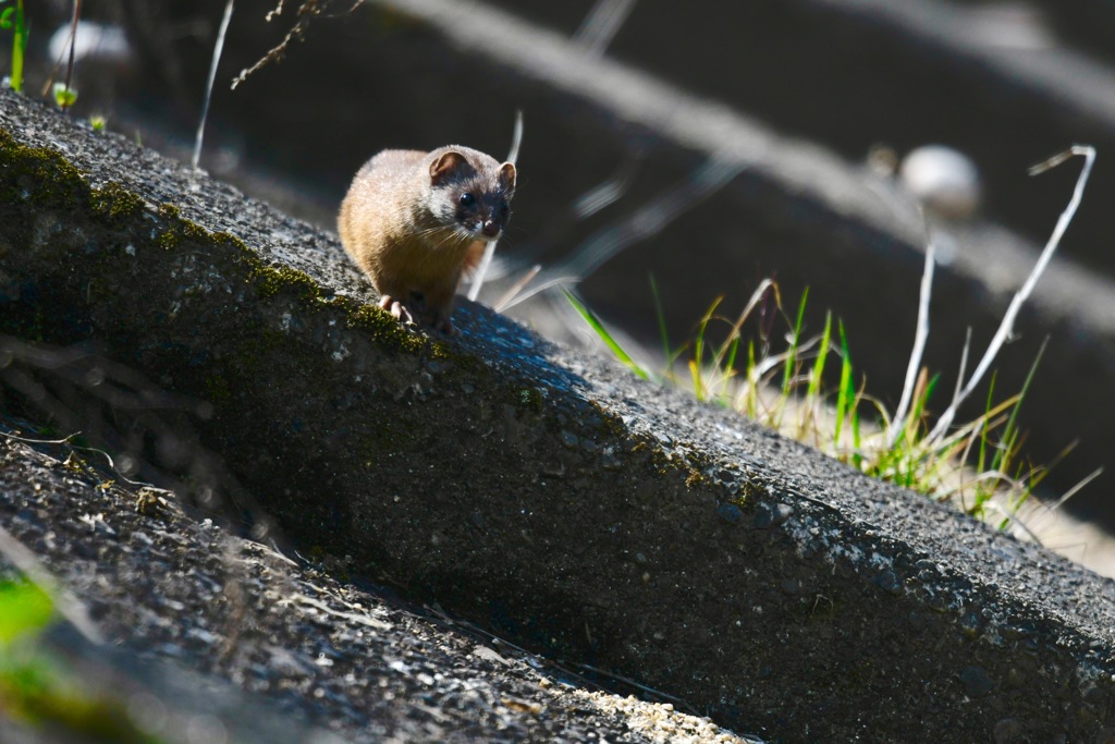 お気にの堤防で、お気にのちびちゃん。