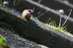 お気にの堤防で、お気にのちびちゃん。