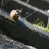 お気にの堤防で、お気にのちびちゃん。